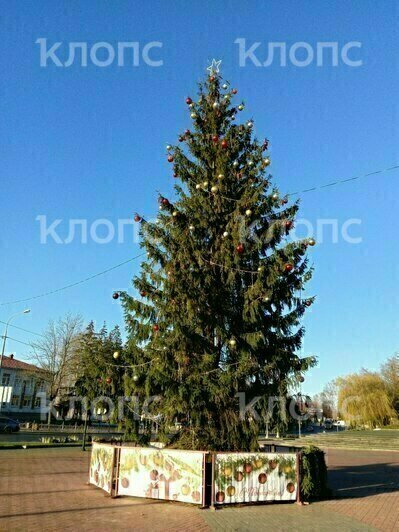 И вот она, убогая, на праздник к нам пришла: в Нестерове жители решили скинуться на украшение новогодней ёлки  - Новости Калининграда | Фото: очевидцы