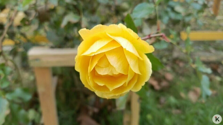 В декабрьском Калининграде цветут розы и порхают бабочки (видео, фото)   - Новости Калининграда | Фото: «Клопс»