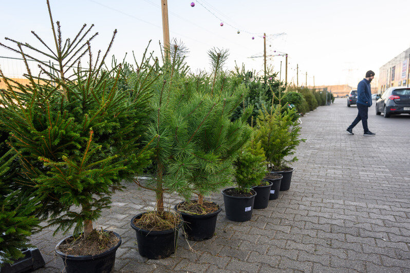 Акорус | Фото: Александр Мелехов