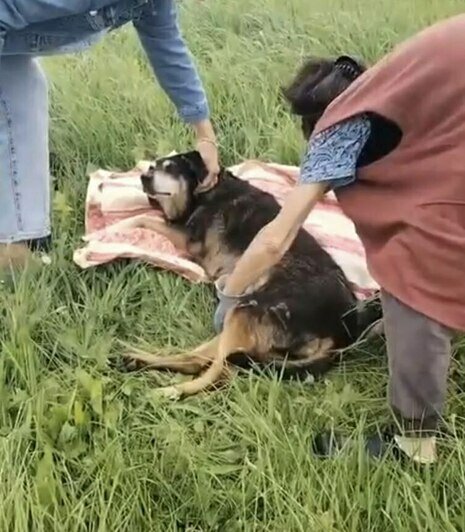 «Удар был такой силы, что собака кричала от боли»: сбитой в Калининграде дворняжке Букле нужна коляска   - Новости Калининграда | Фото: Зоя Шумилова 