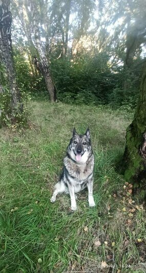 «Удар был такой силы, что собака кричала от боли»: сбитой в Калининграде дворняжке Букле нужна коляска   - Новости Калининграда | Фото: Зоя Шумилова 