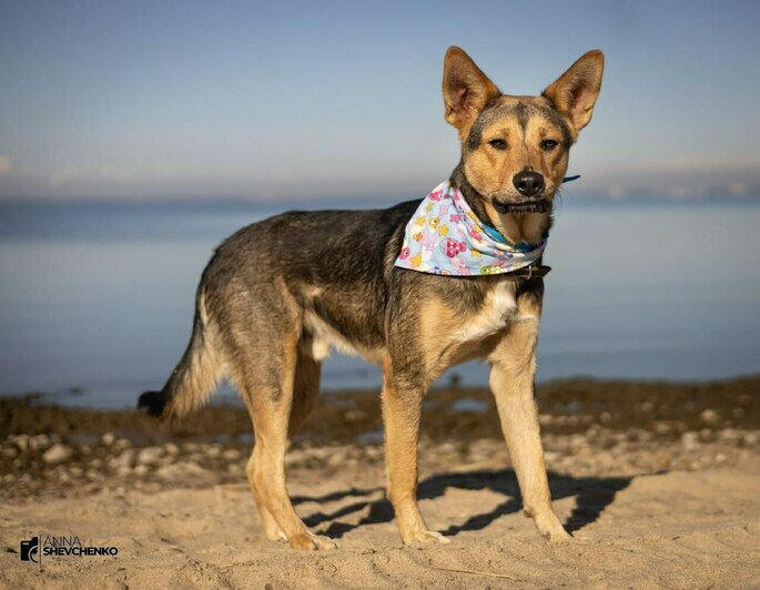 «Удар был такой силы, что собака кричала от боли»: сбитой в Калининграде дворняжке Букле нужна коляска   - Новости Калининграда | Фото: Зоя Шумилова 
