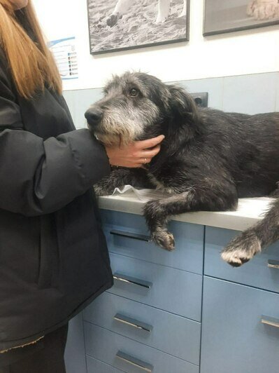 В своё время коляска спасла Рыжика, теперь такая же конструкция нужно Букле  | Фото: Зоя Шумилова 