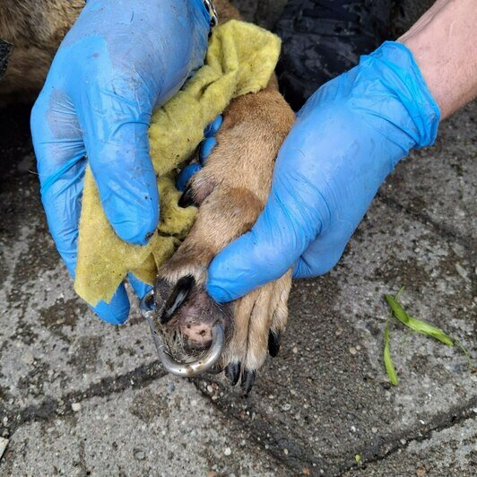 «Удар был такой силы, что собака кричала от боли»: сбитой в Калининграде дворняжке Букле нужна коляска   - Новости Калининграда | Фото: Зоя Шумилова 