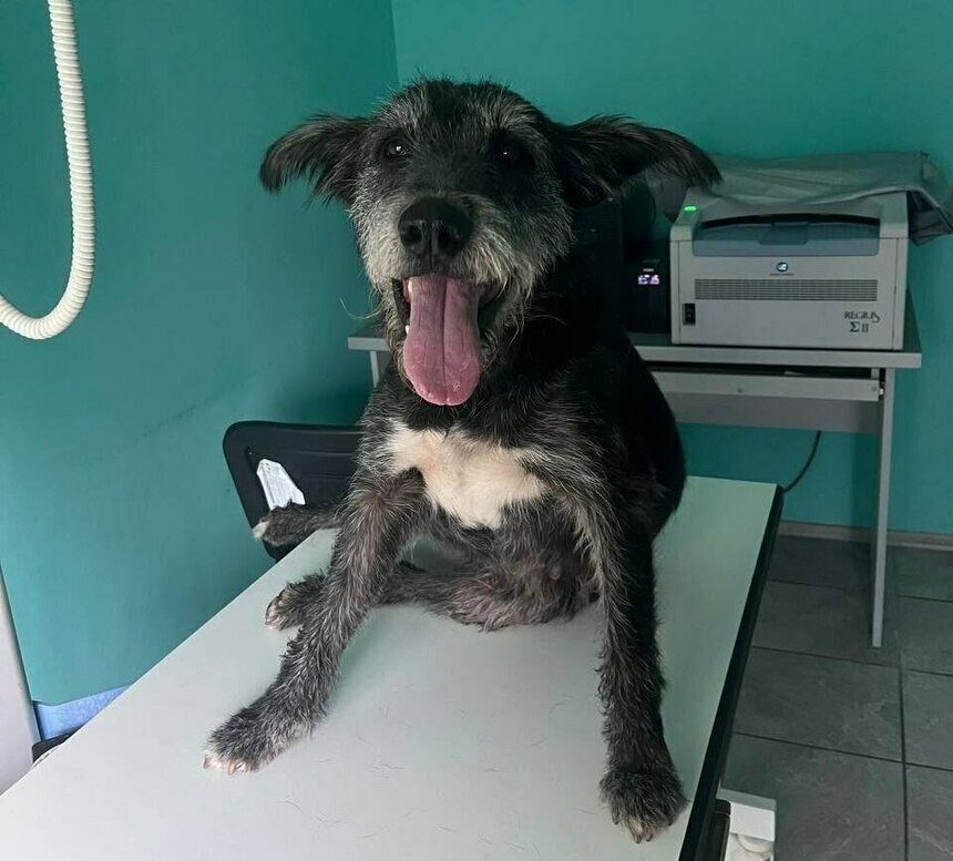 Букля в ветклинике | Фото: Зоя Шумилова 