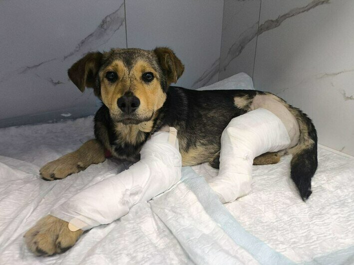 «Удар был такой силы, что собака кричала от боли»: сбитой в Калининграде дворняжке Букле нужна коляска   - Новости Калининграда | Фото: Зоя Шумилова 