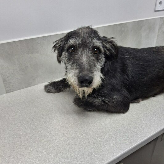 В своё время коляска спасла Рыжика, теперь такая же конструкция нужно Букле  | Фото: Зоя Шумилова 