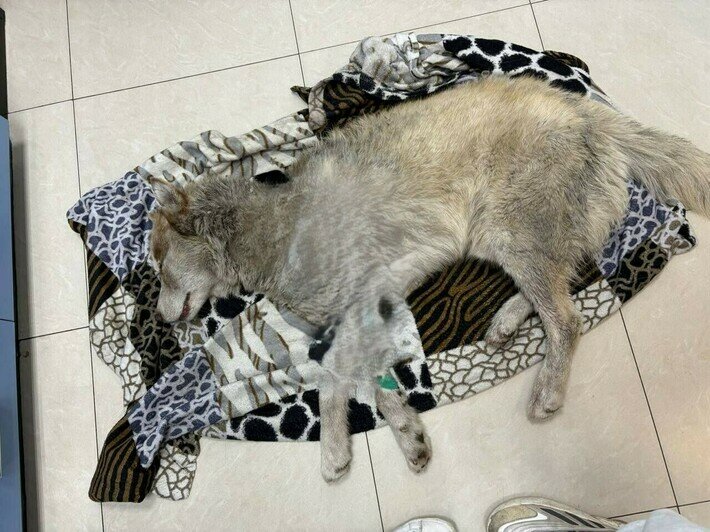 «Удар был такой силы, что собака кричала от боли»: сбитой в Калининграде дворняжке Букле нужна коляска   - Новости Калининграда | Фото: Зоя Шумилова 