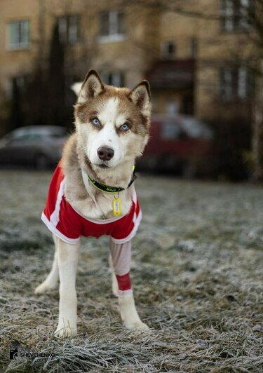 «Удар был такой силы, что собака кричала от боли»: сбитой в Калининграде дворняжке Букле нужна коляска   - Новости Калининграда | Фото: Зоя Шумилова 