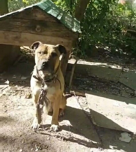 «Удар был такой силы, что собака кричала от боли»: сбитой в Калининграде дворняжке Букле нужна коляска   - Новости Калининграда | Фото: Зоя Шумилова 