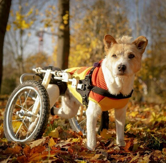 В своё время коляска спасла Рыжика, теперь такая же конструкция нужно Букле  | Фото: Зоя Шумилова 