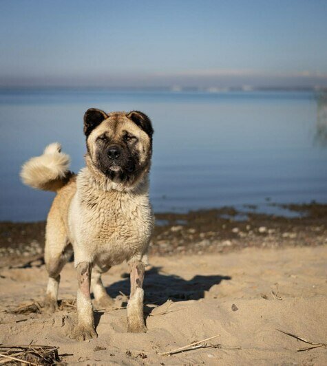 «Удар был такой силы, что собака кричала от боли»: сбитой в Калининграде дворняжке Букле нужна коляска   - Новости Калининграда | Фото: Зоя Шумилова 