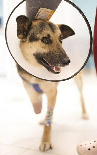 «Удар был такой силы, что собака кричала от боли»: сбитой в Калининграде дворняжке Букле нужна коляска   - Новости Калининграда | Фото: Зоя Шумилова 