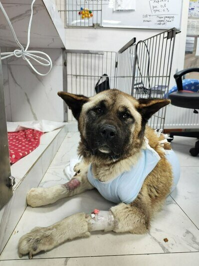 «Удар был такой силы, что собака кричала от боли»: сбитой в Калининграде дворняжке Букле нужна коляска   - Новости Калининграда | Фото: Зоя Шумилова 