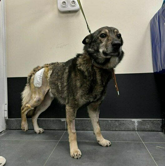 «Удар был такой силы, что собака кричала от боли»: сбитой в Калининграде дворняжке Букле нужна коляска   - Новости Калининграда | Фото: Зоя Шумилова 