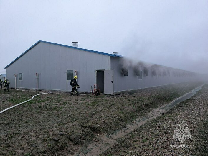 Под Калининградом едва не сгорели заживо 300 свиноматок и 5 000 поросят  (фото, видео) - Новости Калининграда | Фото: ГУ МЧС России по Калининградской области