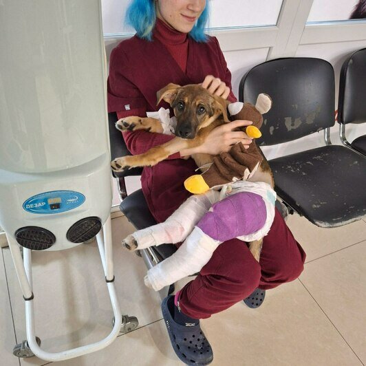 «Удар был такой силы, что собака кричала от боли»: сбитой в Калининграде дворняжке Букле нужна коляска   - Новости Калининграда | Фото: Зоя Шумилова 