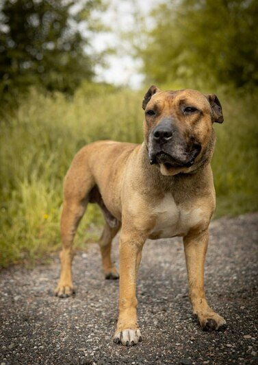 «Удар был такой силы, что собака кричала от боли»: сбитой в Калининграде дворняжке Букле нужна коляска   - Новости Калининграда | Фото: Зоя Шумилова 