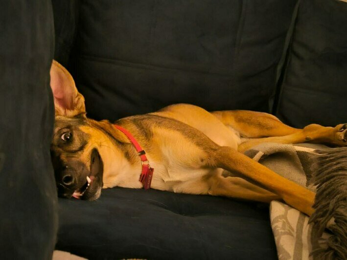 «Удар был такой силы, что собака кричала от боли»: сбитой в Калининграде дворняжке Букле нужна коляска   - Новости Калининграда | Фото: Зоя Шумилова 