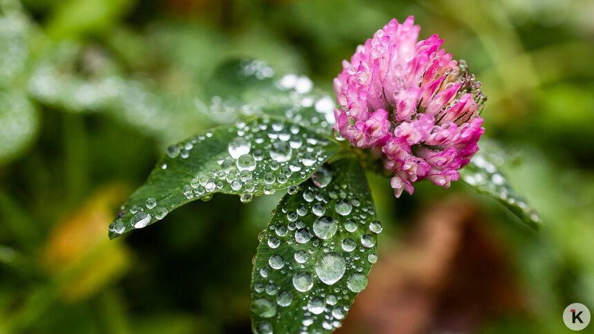 Восемь градусов тепла: погода в Калининграде и области воскресенье - Новости Калининграда | Фото: Александр Подгорчук / Архив «Клопс»
