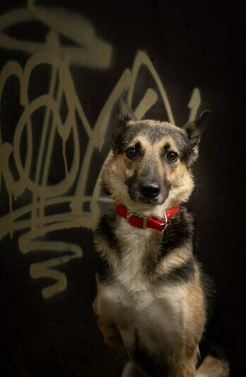 «Удар был такой силы, что собака кричала от боли»: сбитой в Калининграде дворняжке Букле нужна коляска   - Новости Калининграда | Фото: Зоя Шумилова 