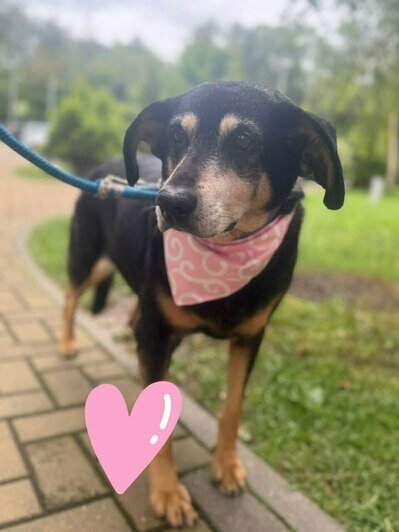 «Удар был такой силы, что собака кричала от боли»: сбитой в Калининграде дворняжке Букле нужна коляска   - Новости Калининграда | Фото: Зоя Шумилова 