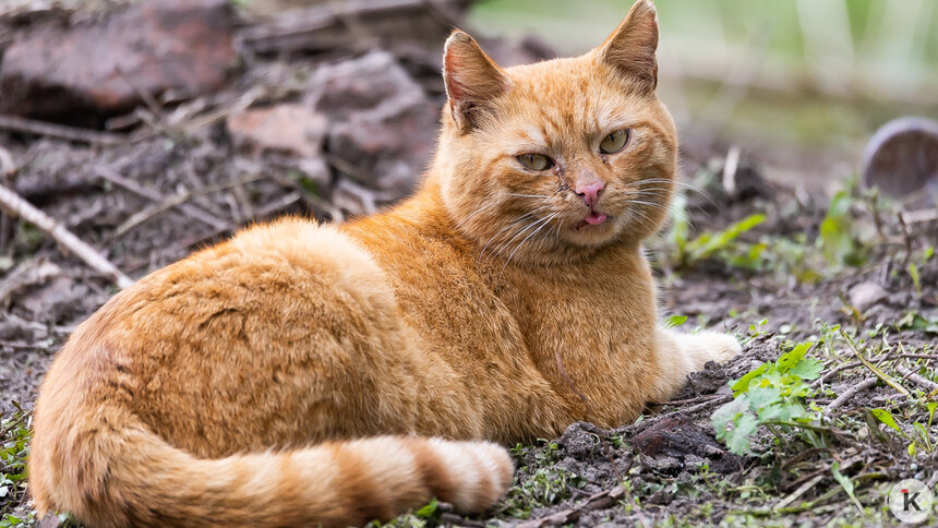 Житель Москвы обанкротился из-за кота — СМИ   - Новости Калининграда | Фото: Александр Подгорчук / Архив «Клопс»