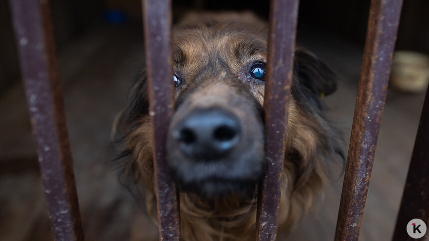 В Ростовской области в зооприюте нашли 200 мёртвых животных   - Новости Калининграда | Фото: Александр Подгорчук / Архив «Клопс»
