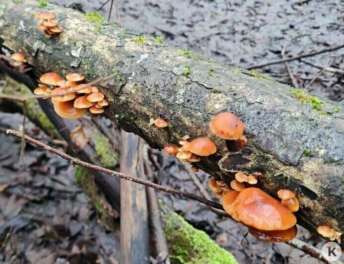 За грибами в шапке Деда Мороза: калининградцы набрали опят в предновогоднюю неделю (фото) - Новости Калининграда | Фото: Николай Смирнов