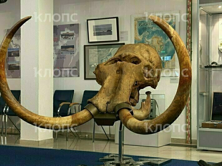 В «Планете Океан» появятся уникальные древние экспонаты, подобных которым нет ни в одном музее страны (фото)  - Новости Калининграда | Фото: «Клопс»