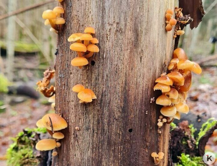 За грибами в шапке Деда Мороза: калининградцы набрали опят в предновогоднюю неделю (фото) - Новости Калининграда | Фото: Николай Смирнов