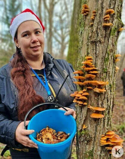 За грибами в шапке Деда Мороза: калининградцы набрали опят в предновогоднюю неделю (фото) - Новости Калининграда | Фото: Николай Смирнов