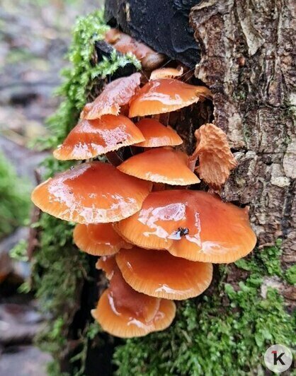 За грибами в шапке Деда Мороза: калининградцы набрали опят в предновогоднюю неделю (фото) - Новости Калининграда | Фото: Николай Смирнов