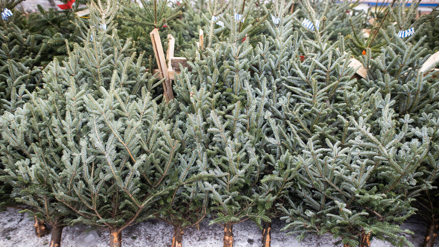 Калининградцам рассказали, куда нужно везти отработавших новогодних красавиц - Новости Калининграда | Фото: Александр Подгорчук / Архив «Клопс»