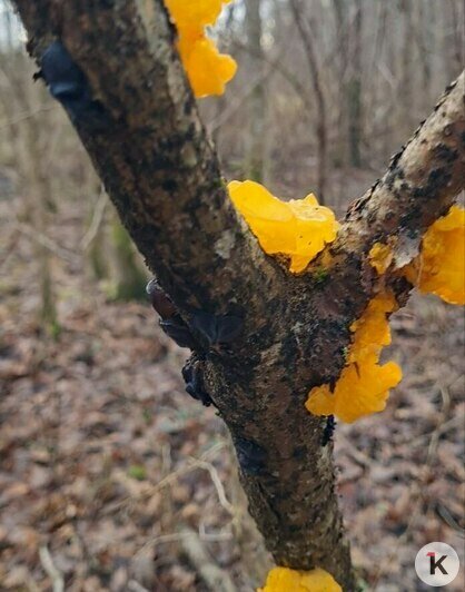 За грибами в шапке Деда Мороза: калининградцы набрали опят в предновогоднюю неделю (фото) - Новости Калининграда | Фото: Николай Смирнов