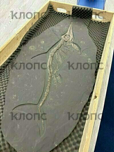 В «Планете Океан» появятся уникальные древние экспонаты, подобных которым нет ни в одном музее страны (фото)  - Новости Калининграда | Фото: «Клопс»