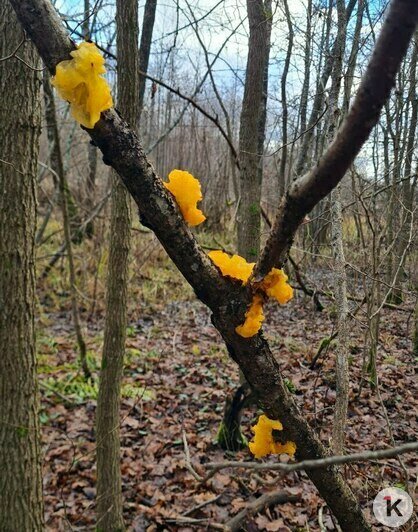 За грибами в шапке Деда Мороза: калининградцы набрали опят в предновогоднюю неделю (фото) - Новости Калининграда | Фото: Николай Смирнов