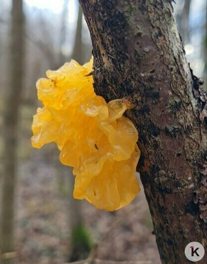 За грибами в шапке Деда Мороза: калининградцы набрали опят в предновогоднюю неделю (фото) - Новости Калининграда | Фото: Николай Смирнов