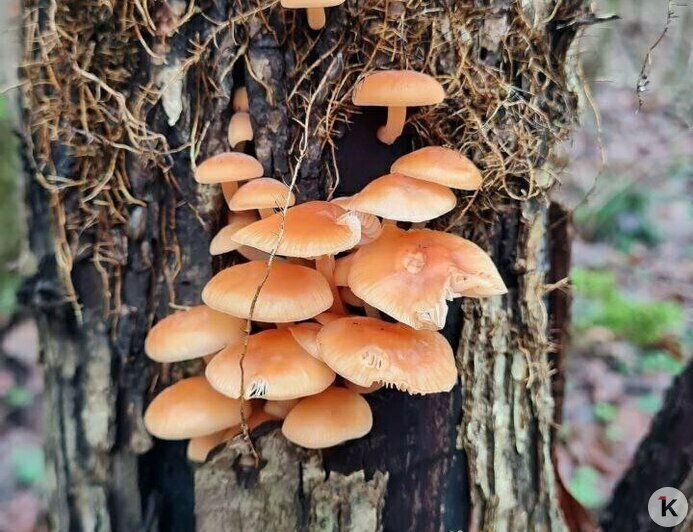 За грибами в шапке Деда Мороза: калининградцы набрали опят в предновогоднюю неделю (фото) - Новости Калининграда | Фото: Николай Смирнов