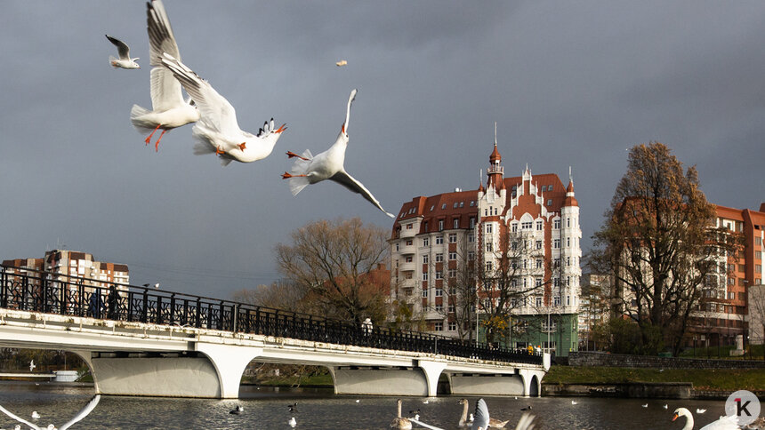 Дождь и сильный ветер: погода в Калининградской области в субботу, 27 декабря   - Новости Калининграда | Фото: Александр Подгорчук / Архив «Клопс»