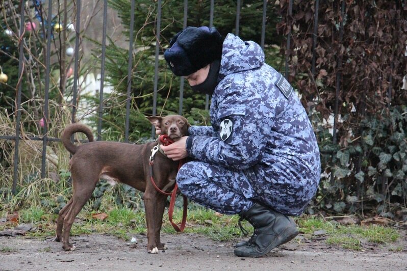 Росгвардейцы приехали помочь волонтёрам в гурьевском центре реабилитации бездомных животных «Славянское» (фото, видео)  - Новости Калининграда | Фото: Росгвардия Калининградской области 