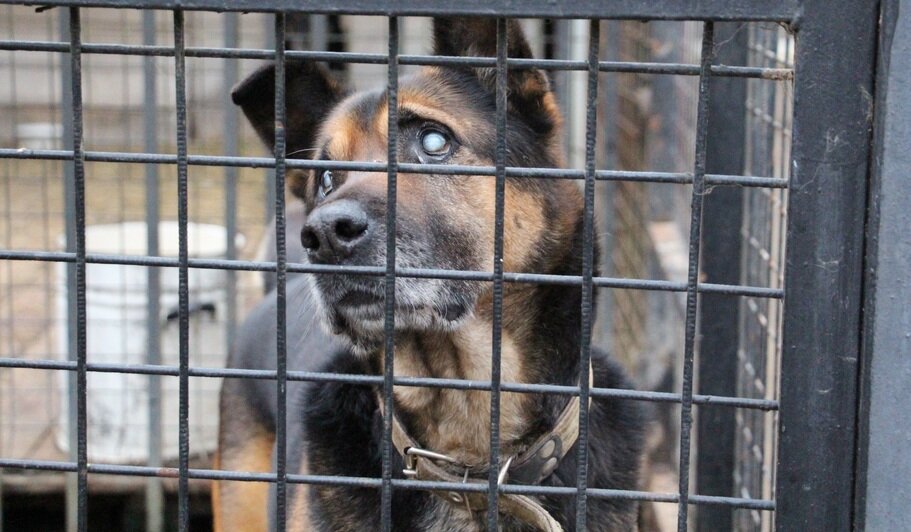 Росгвардейцы приехали помочь волонтёрам в гурьевском центре реабилитации бездомных животных «Славянское» (фото, видео)  - Новости Калининграда | Фото: Росгвардия Калининградской области 