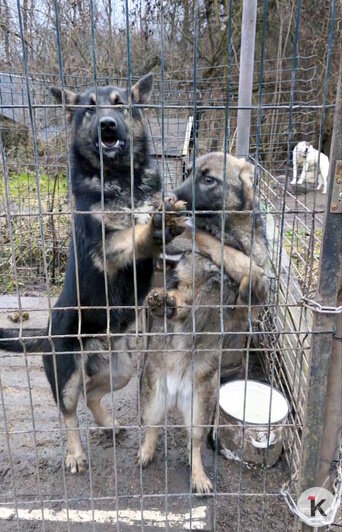 Еноте необходима стерилизация, так как она вынужденно живёт с братом | Фото: Галина Головко