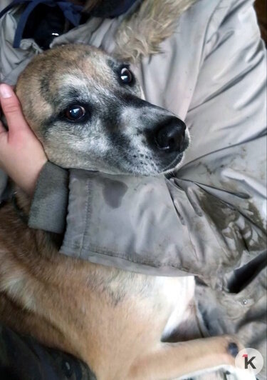 У Кейси опухоль на боку, нужно обследование и, вероятно, операция | Фото: Галина Головко