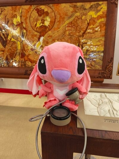 В Калининграде плюшевые потеряшки устраивают фотосессии и попадают в витрины музея (фото, видео)   - Новости Калининграда | Фото: Музей янтаря