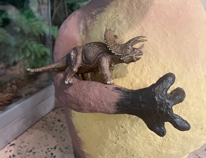 В Калининграде плюшевые потеряшки устраивают фотосессии и попадают в витрины музея (фото, видео)   - Новости Калининграда | Фото: Музей янтаря