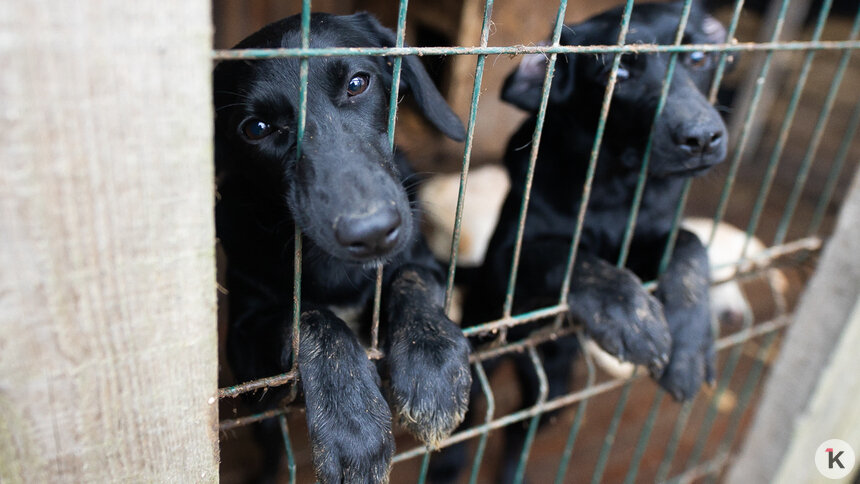 Спасти с улицы — это мало: у калининградского приюта не хватает сил содержать пожилых животных (фото)  - Новости Калининграда | Фото: Александр Подгорчук / Архив «Клопс»