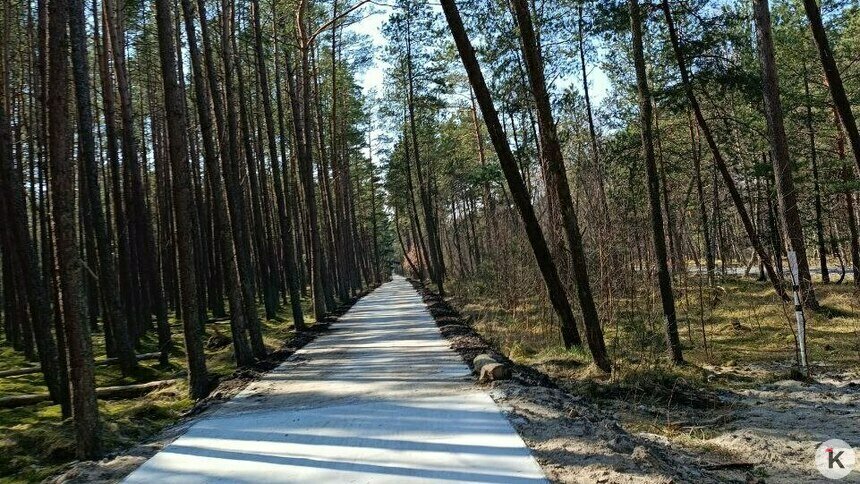 Сроки запуска велодорожки на Куршской косе снова перенесли, нацпарк достроит её за свой счёт - Новости Калининграда | Фото: архив «Клопс»