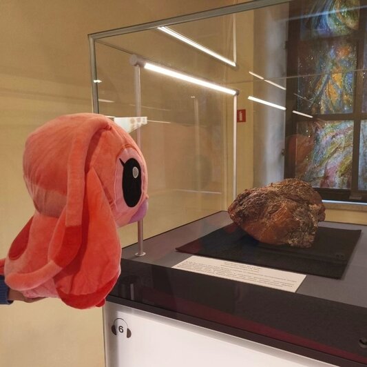 В Калининграде плюшевые потеряшки устраивают фотосессии и попадают в витрины музея (фото, видео)   - Новости Калининграда | Фото: Музей янтаря