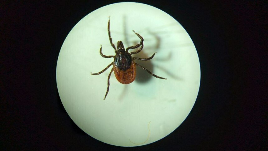 Купили ёлку с клещами: калининградский биолог прокомментировал сообщения о сюрпризах под Новый год   - Новости Калининграда | Фото: Евгений Волчев